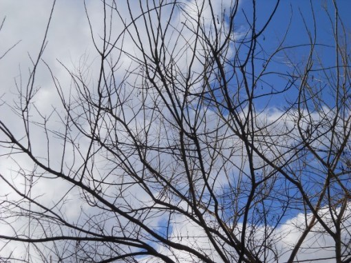 ομηρη οραση