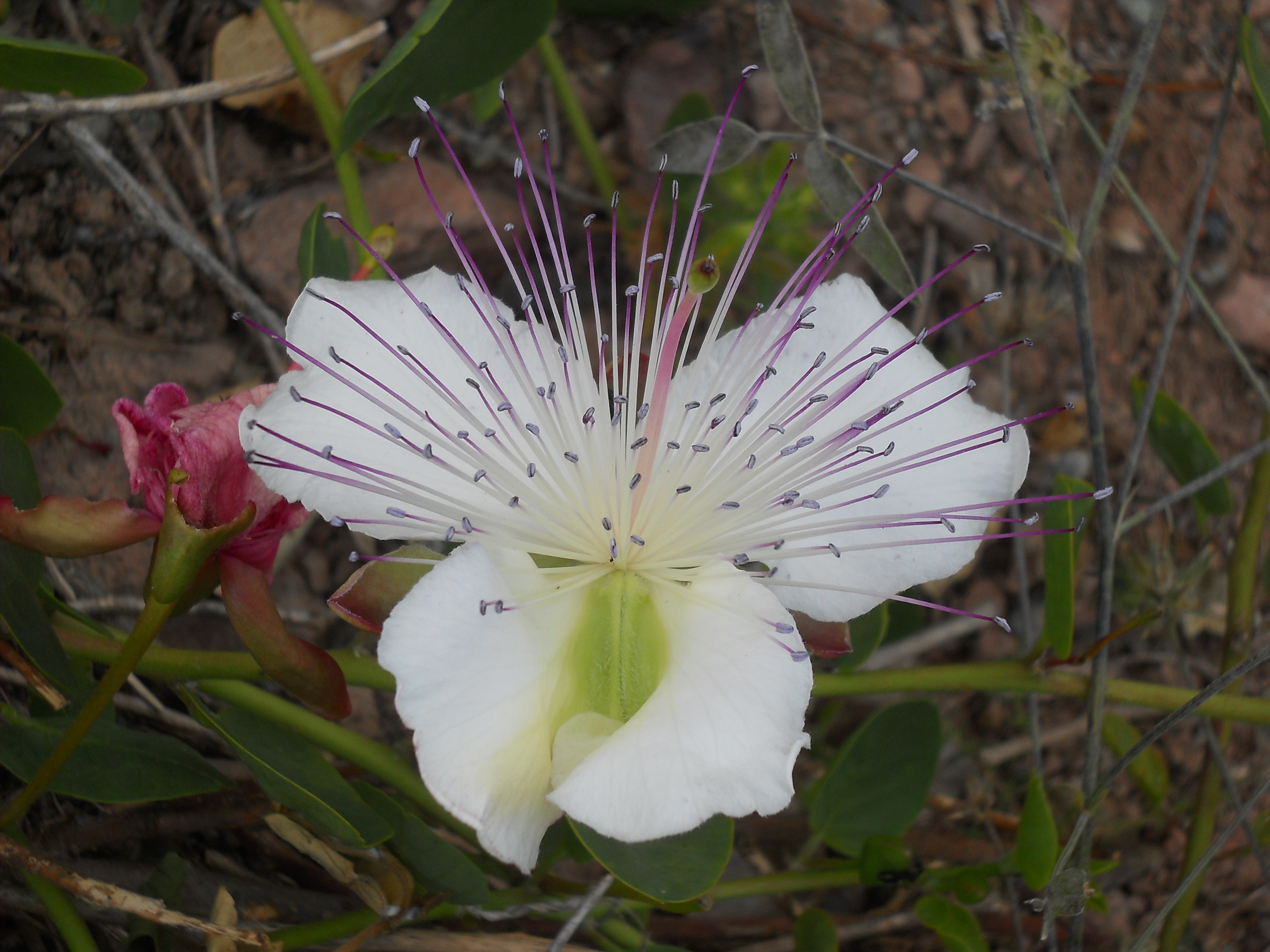 γαλανο για το ταξιδι