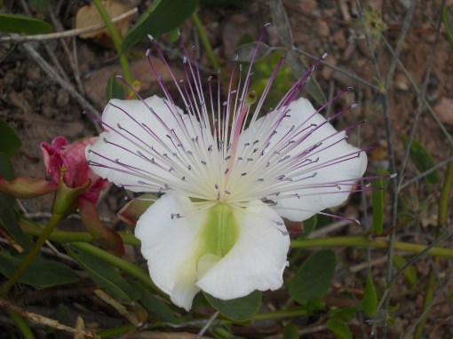 γαλανο για το ταξιδι