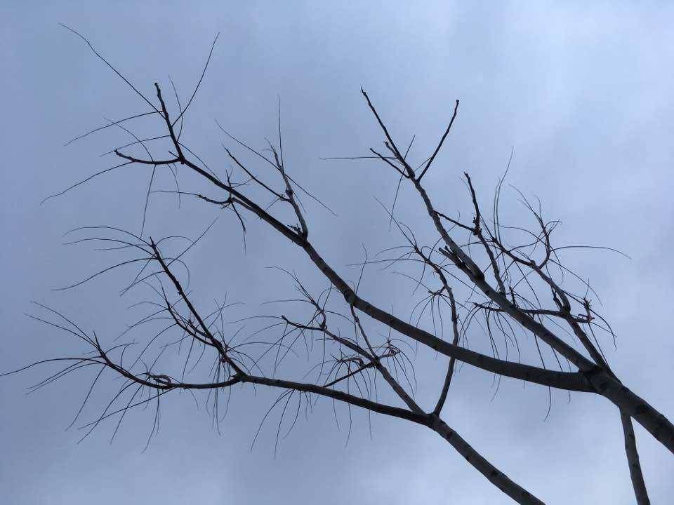 15230816_10210014741418020_792460822691636716_n