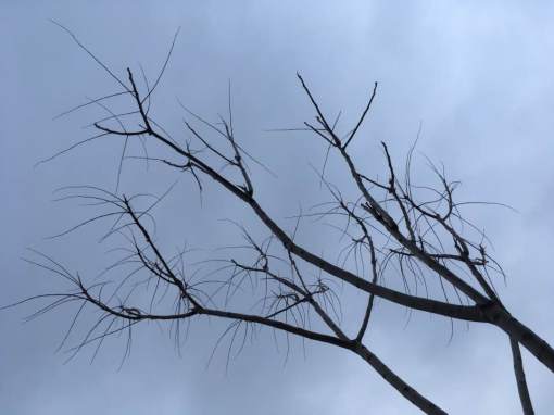 15230816_10210014741418020_792460822691636716_n