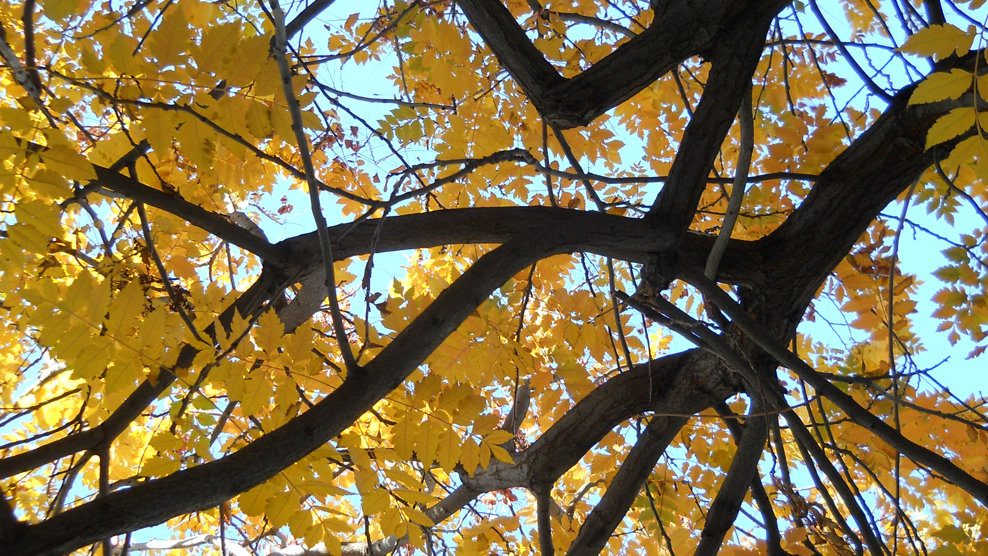 eyes up to the skies