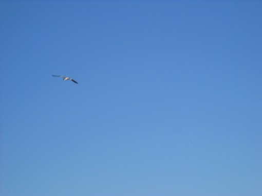 “flying blue” phot@rt by Aeglie