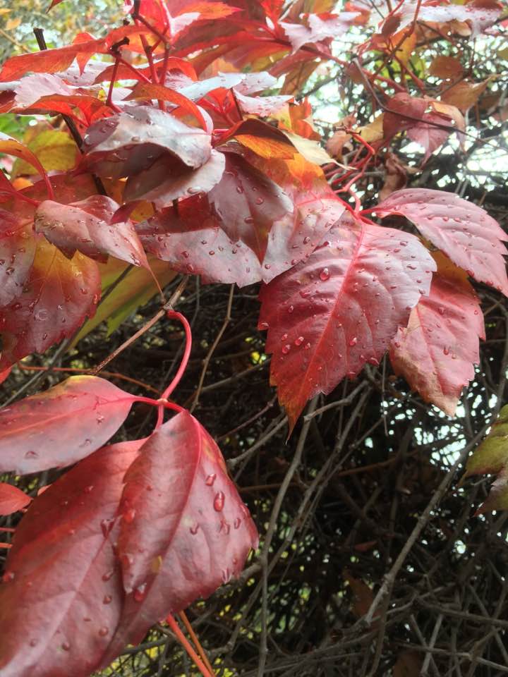 15267745_10210023236390389_2743893917941674325_n