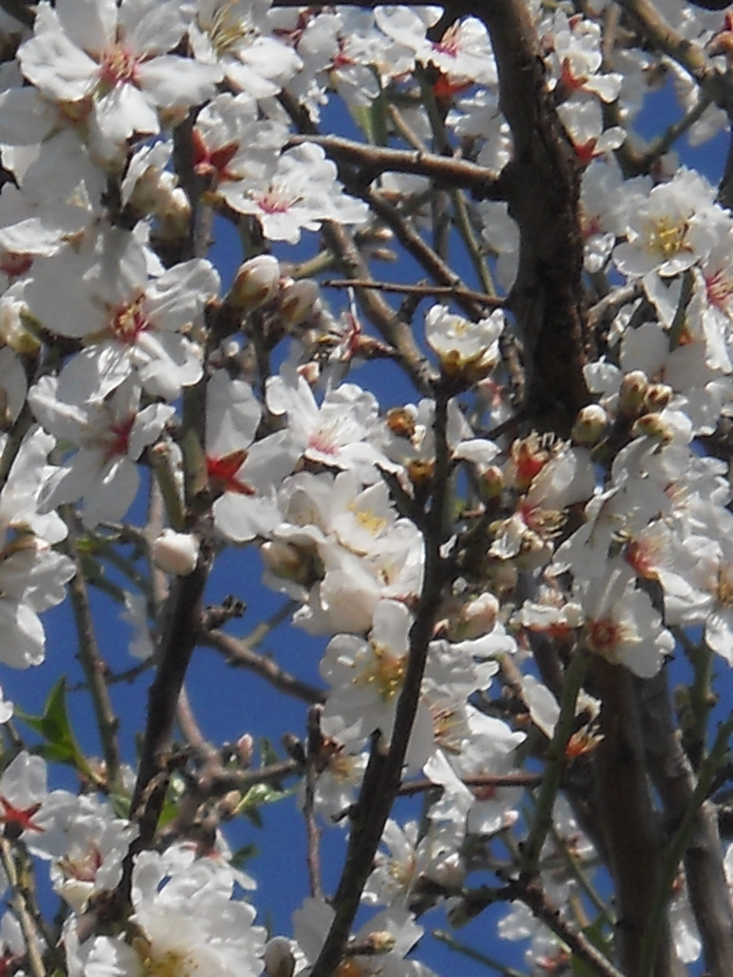 ‘’white fire’’ phot@rt by Aeglie